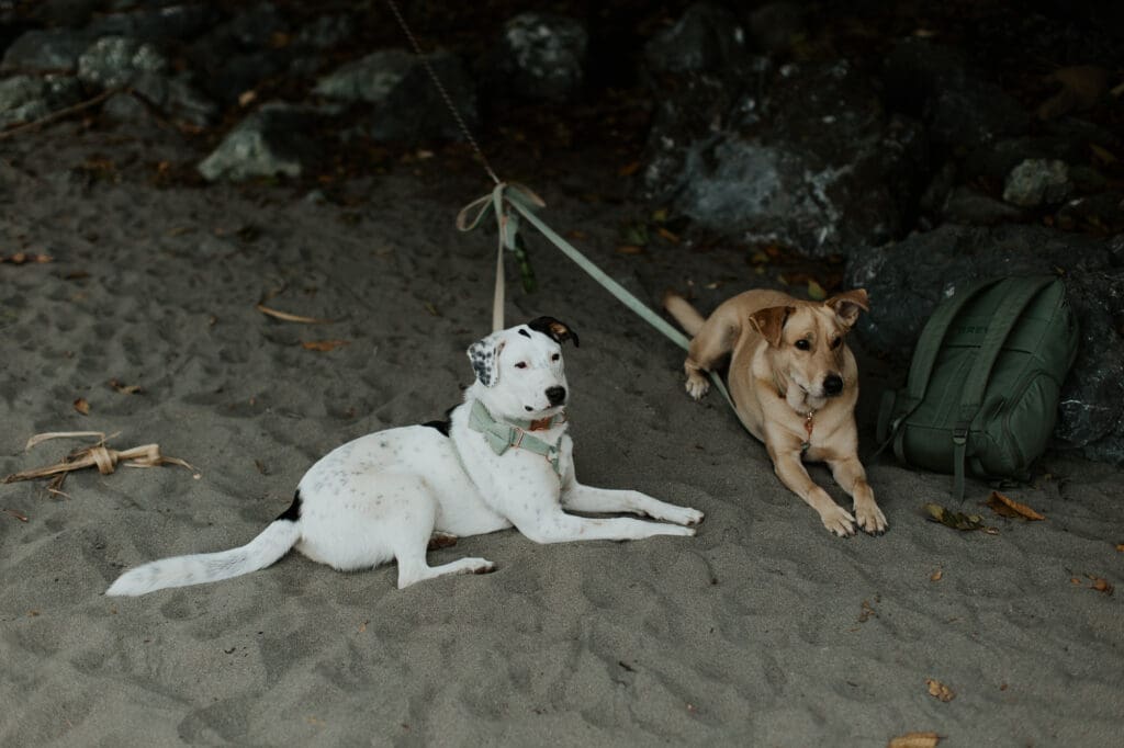 elopement with dogs