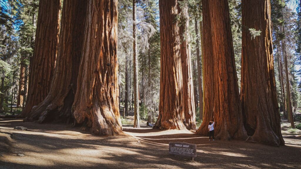 Mariposa Grove of Giant Sequoia